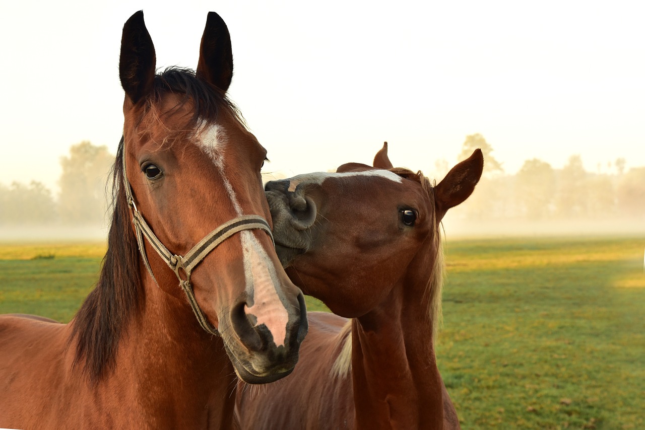 Equestrian Blogs